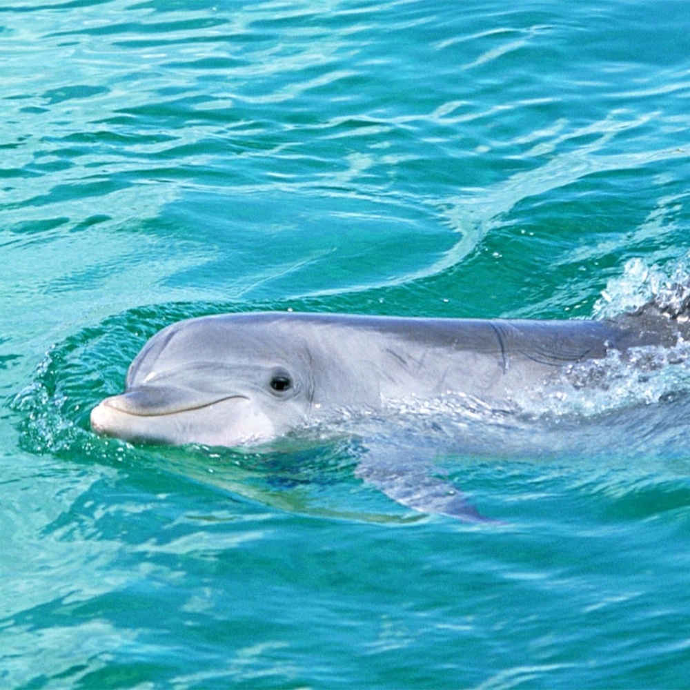 Meet your Posher, Shumeka